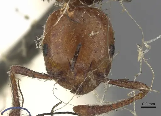 Chelaner rubriceps specimen CASENT0902285 image casent0902285_2