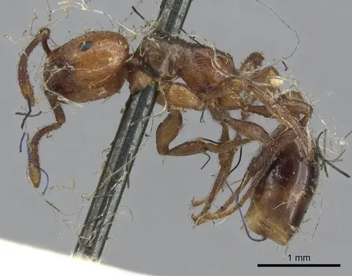 Chelaner rubriceps specimen CASENT0902285 image casent0902285_3