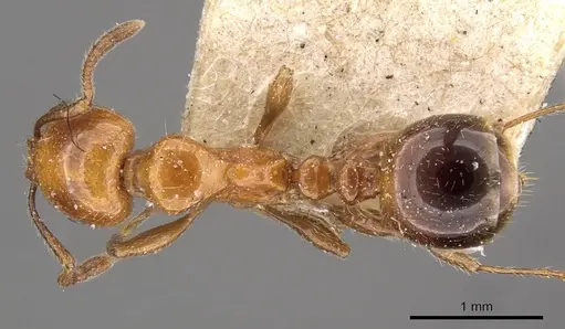 Chelaner rubriceps specimen CASENT0908680 image casent0908680_1