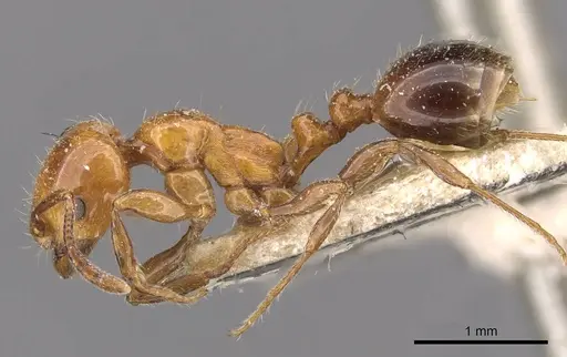 Chelaner rubriceps specimen CASENT0908680 image casent0908680_3