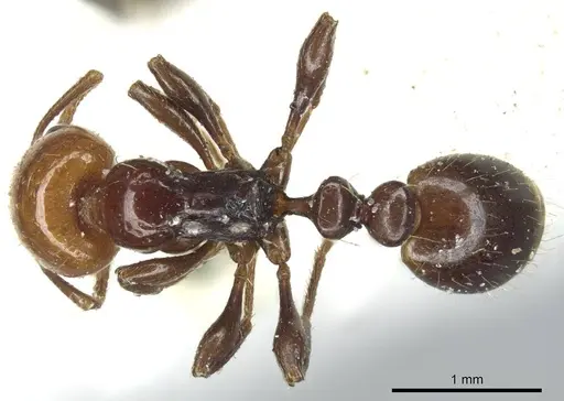 Chelaner rubriceps specimen CASENT0916018 image casent0916018_1