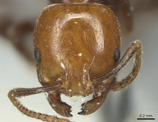 Chelaner rubriceps specimen CASENT0916018 image casent0916018_2