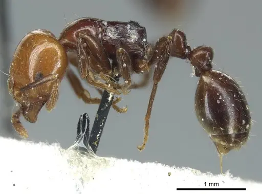 Chelaner rubriceps specimen CASENT0916018 image casent0916018_3