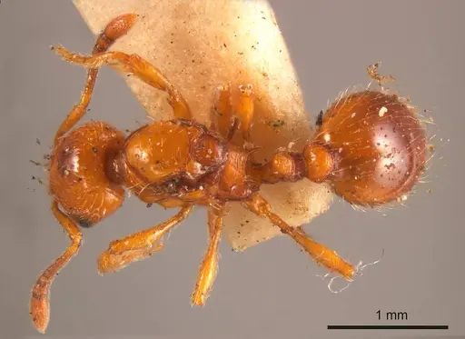 Chelaner sculpturatus specimen ANTWEB1008206 image antweb1008206_1
