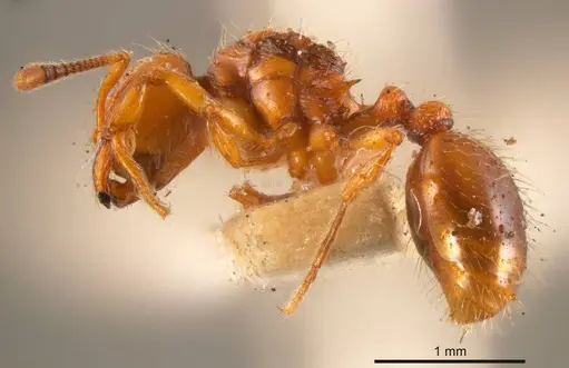 Chelaner sculpturatus specimen ANTWEB1008206 image antweb1008206_2