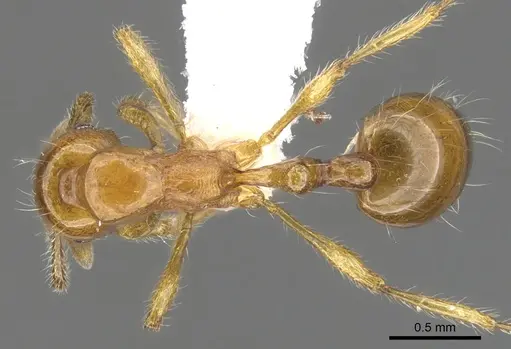 Chelaner shattucki specimen CASENT0902322 image casent0902322_1