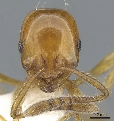 Chelaner shattucki specimen CASENT0902322 image casent0902322_2