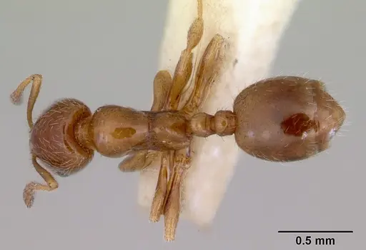 Chelaner smithii specimen CASENT0172357 image casent0172357_1