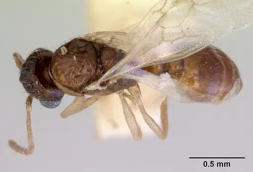 Chelaner smithii specimen CASENT0172358 image casent0172358_1