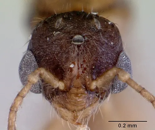 Chelaner smithii specimen CASENT0172358 image casent0172358_2