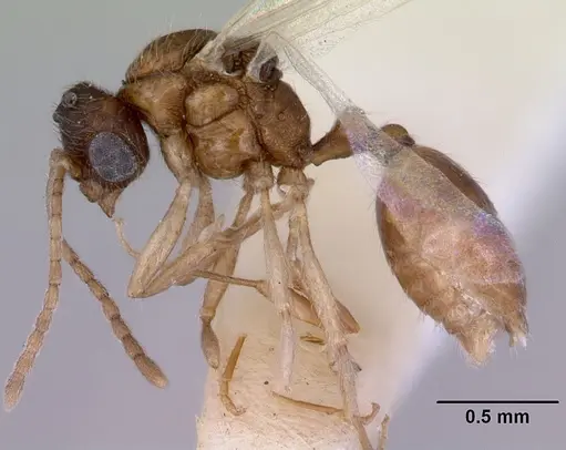 Chelaner smithii specimen CASENT0172358 image casent0172358_3