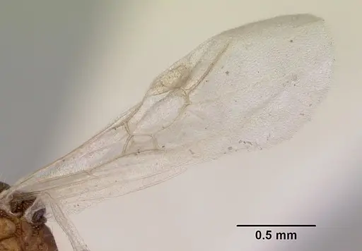Chelaner smithii specimen CASENT0172358 image casent0172358_4