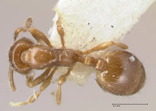 Chelaner smithii specimen FOCOL1707-2 image focol1707-2_1