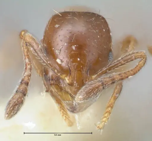 Chelaner smithii specimen FOCOL1707-2 image focol1707-2_2