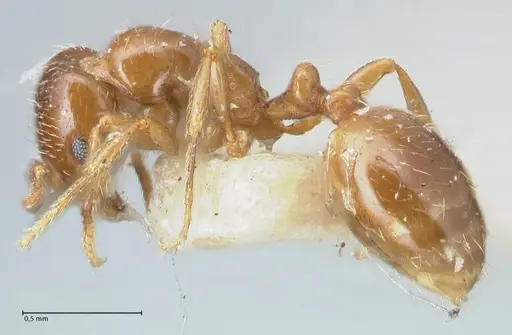 Chelaner smithii specimen FOCOL1707-2 image focol1707-2_3