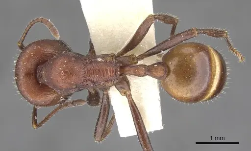 Chelaner striatifrons specimen CASENT0902325 image casent0902325_1