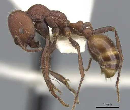 Chelaner striatifrons specimen CASENT0902325 image casent0902325_3