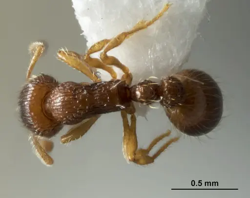 Chelaner sublamellatus specimen ANTWEB1041381 image antweb1041381_1