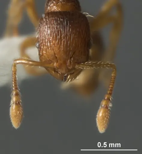 Chelaner sublamellatus specimen ANTWEB1041381 image antweb1041381_2
