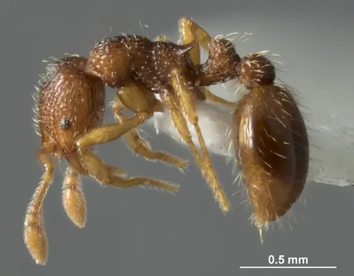 Chelaner sublamellatus specimen ANTWEB1041381 image antweb1041381_3