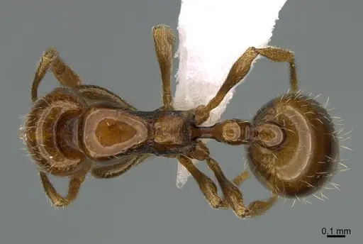 Chelaner tambourinensis specimen CASENT0434409 image casent0434409_1