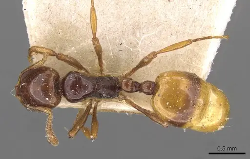Chelaner tambourinensis specimen CASENT0908677 image casent0908677_1