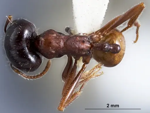 Chelaner whitei specimen ANTWEB1041389 image antweb1041389_1