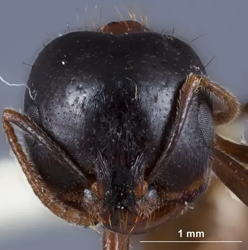 Chelaner whitei specimen ANTWEB1041389 image antweb1041389_2