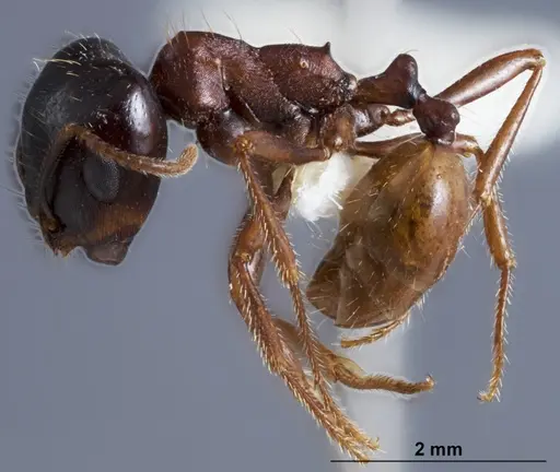 Chelaner whitei specimen ANTWEB1041389 image antweb1041389_3