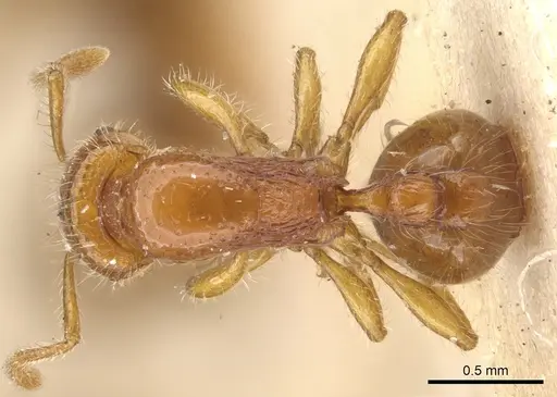 Chelaner xantheklemma specimen CASENT0902326 image casent0902326_1