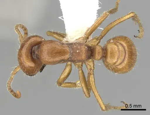 Cheliomyrmex andicola specimen CASENT0249450 image casent0249450_1