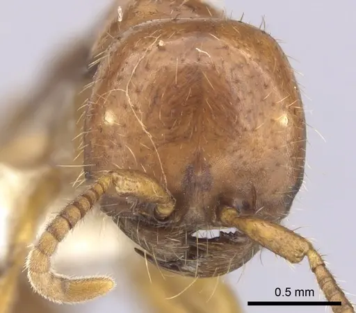 Cheliomyrmex andicola specimen CASENT0249450 image casent0249450_2