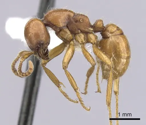 Cheliomyrmex andicola specimen CASENT0249450 image casent0249450_3