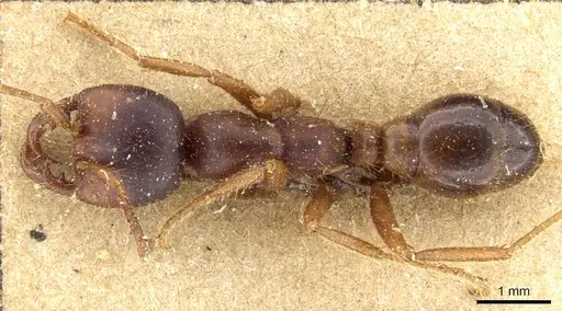 Cheliomyrmex andicola specimen CASENT0903718 image casent0903718_1