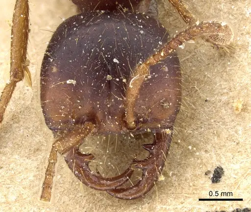 Cheliomyrmex andicola specimen CASENT0903718 image casent0903718_2