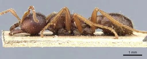 Cheliomyrmex andicola specimen CASENT0903718 image casent0903718_3