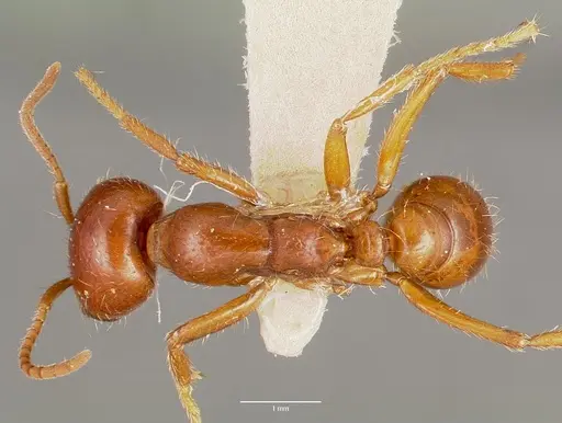 Cheliomyrmex megalonyx specimen CASENT0006114 image casent0006114_1