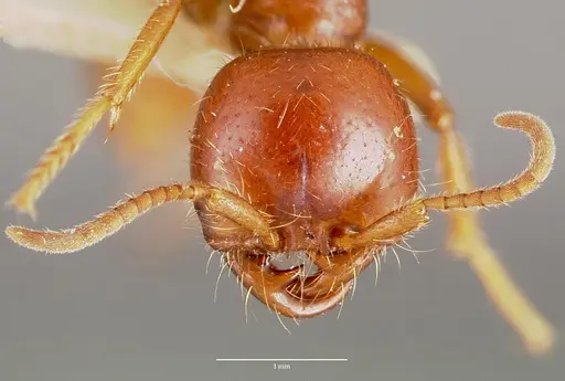 Cheliomyrmex megalonyx specimen CASENT0006114 image casent0006114_2
