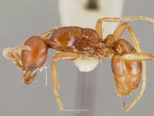 Cheliomyrmex megalonyx specimen CASENT0006114 image casent0006114_3