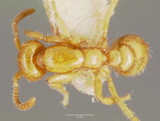 Cheliomyrmex megalonyx specimen CASENT0006115 image casent0006115_1