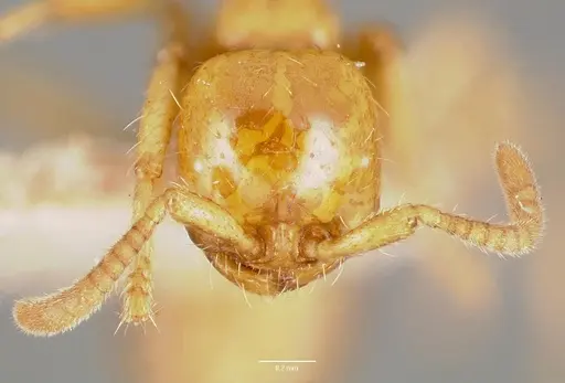 Cheliomyrmex megalonyx specimen CASENT0006115 image casent0006115_2
