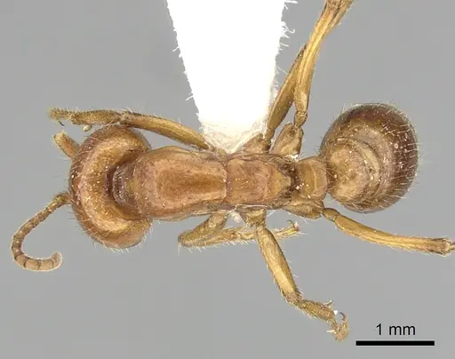 Cheliomyrmex megalonyx specimen CASENT0249451 image casent0249451_1