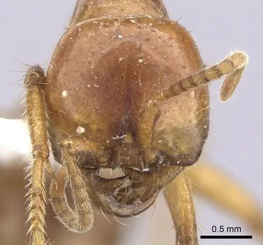 Cheliomyrmex megalonyx specimen CASENT0249451 image casent0249451_2