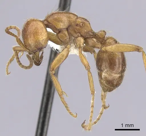 Cheliomyrmex megalonyx specimen CASENT0249451 image casent0249451_3