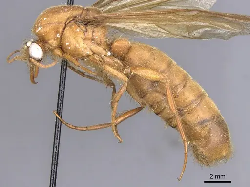 Cheliomyrmex megalonyx specimen CASENT0902670 image casent0902670_3
