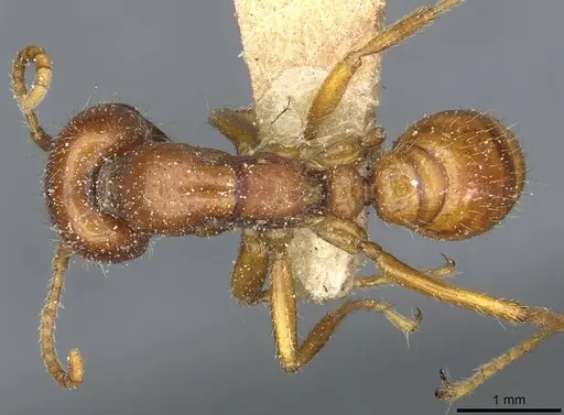 Cheliomyrmex megalonyx specimen CASENT0911369 image casent0911369_1