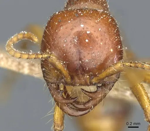 Cheliomyrmex megalonyx specimen CASENT0911369 image casent0911369_2