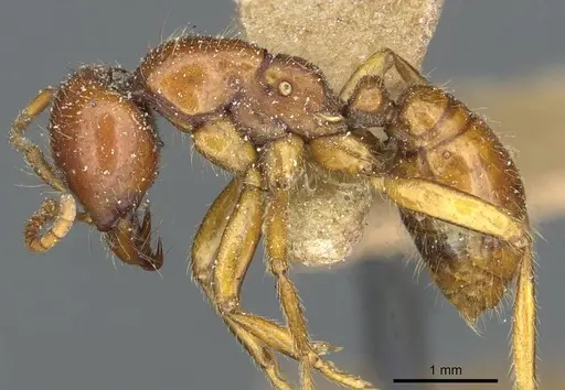 Cheliomyrmex megalonyx specimen CASENT0911369 image casent0911369_3