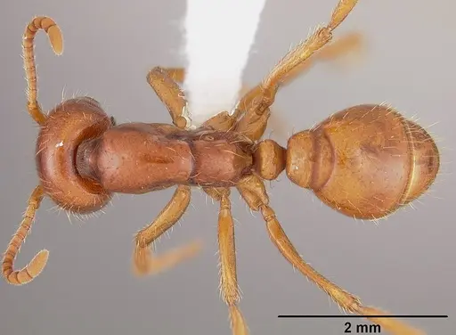 Cheliomyrmex megalonyx specimen USNMENT00444356 image usnment00444356_1