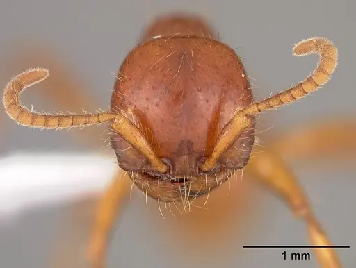 Cheliomyrmex megalonyx specimen USNMENT00444356 image usnment00444356_2